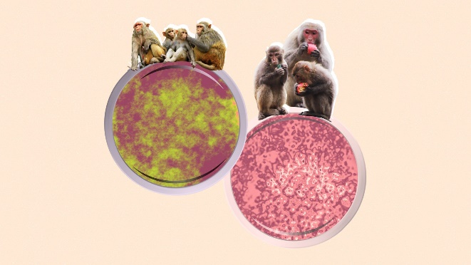 https://hindi.dekhnews.com/wp-content/uploads/2021/07/Monkey-B-Virus-IN-hiNDI.jpeg